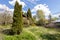 thuja tree on overgrown backyard of wooden cottage