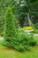 Thuja western and cossack juniper in landscape composition