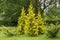 Thuja western grades golden and motley (Thuja occidentalis L. Aureo-variegata