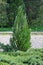 Thuja western Thuja occidentalis L. grows in the park