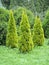 Thuja western, variety Golden Smaragd Thuja occidentalis L.. Group landing