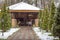 Thuja in the yard with gazebo.