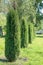 Thujas. Evergreen arborvitae grow in number in the park in the spring. Garden design.