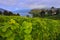 Thun Lake surrounded by Vineyard near Spiez Castle