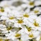 Thunberg Spirea bush in blossom. Background of white flowers