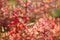 Thunberg Starburst barberry Berberis thunbergii Starburst autumn leaves beautiful background close-up of the riot of nature beau