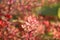 Thunberg Starburst barberry Berberis thunbergii Starburst autumn leaves beautiful background close-up of the riot of nature beau