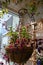 Thunbergia, cobaea, crassula and lobelia in balcony landscaping. A decorative trellis for climbing plants and a hanging pot