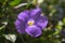 Thunbergia erecta herbaceous perennial flowering climbing plant, violet purple flowers in bloom with yellow center, green leaves
