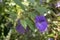 Thunbergia erecta herbaceous perennial flowering climbing plant, violet purple flowers in bloom with yellow center, green leaves