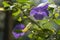 Thunbergia erecta herbaceous perennial flowering climbing plant, violet purple flowers in bloom with yellow center, green leaves