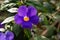 Thunbergia Erecta Kingâ€™s Mantle bush clock vine or thunbergia