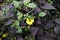 Thunbergia flower vines growing in the garden