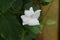 Thunbergia fragrans