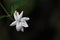 Thunbergia fragrans - White Lady flower