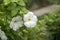 Thunbergia Grandiflora Alba flowers