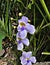 Thunbergia grandiflora or Bengal clockvine or Bengal trumpet or Blue skyflower or Blue thunbergia or Blue trumpetvine or Skyvine f