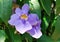 Thunbergia grandiflora blooms