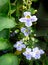 Thunbergia grandiflora flower