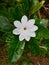 Thunbergs Gardenia, Princeville Botanical Gardens, Kauai, Hawaii, USA