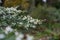 Thunbergs Lespedeza thunbergii Alba, arching branch with white flowers