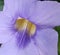 Thunder bergia flower closeup macroshot