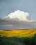 Thunderclouds above yellow field.