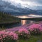 Thunderstorm brewing over Little Salmon Lake, Yukon Territory, Canada, with wild fireweed flowers, Epilobium
