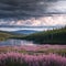 Thunderstorm brewing over Little Salmon Lake, Yukon Territory, Canada, with wild fireweed flowers, Epilobium