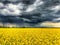 Thunderstorm over canola field