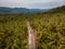 Thung Tako , Chumphon Thailand, palm trees from above at the southern part of Thaialnd, couple on the road