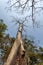 Thung trees ( Tetrameles nudiflora), Ta Prohm temple, Angkor Thom, Siem Reap, Cambodia.