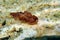 Thuridilla hopei - Sacoglossan sea slug, underwater shoot in the Mediterranean sea