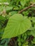 Thursday July 20th, here is a photo of a soft and smooth textured leaf