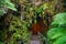 Thurston Lava Tube in Hawaii Volcano National Park, Big Isla