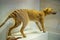 Thylacine Tasmanian Tiger