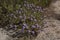 Thymbra capitata in bloom