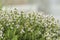 Thyme blossom in the herb garden