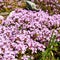 Thyme Blossom Purple lilac pink flowers Summer joyous glade covered with small low flowers Herbs for health-impr oving drinks A me