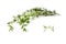 Thyme branch and leaves