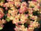 Thyme Buckwheat Flowers - Eriogonum thymoides