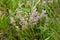 Thyme bush in a meadow among grass in summer afternoon close-up