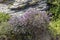 Thyme bush Thymus capitatus growing close-up