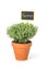 Thyme in a clay pot with a german label Thymian