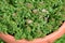 Thyme creeping thyme ordinary, Bogorodsk, bogoroditsky grass Thymus serpyllum L. grows in a flowerpot