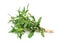 Thyme fresh herb