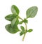 Thyme fresh herb isolated