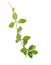 Thyme fresh herb isolated