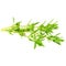 Thyme fresh herb on white background
