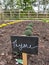 Thyme Growing In Allotment